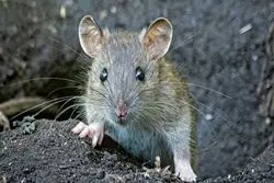 مدیرعامل سازمان پسماند: موش های تهرانی خود را به روز کرده اند 