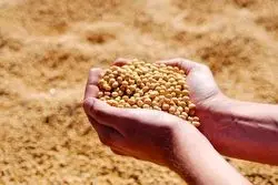 دپو ۶ هزار تن سویا در بندر شهید رجایی