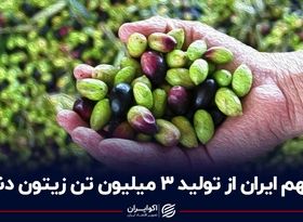 سهم ایران از تولید 3 میلیون تن زیتون دنیا