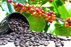 نوسان قیمتی قهوه با اهرم خشکسالی در برزیل