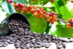 نوسان قیمتی قهوه با اهرم خشکسالی در برزیل