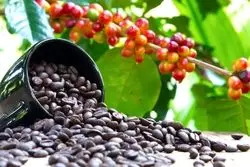 نوسان قیمتی قهوه با اهرم خشکسالی در برزیل