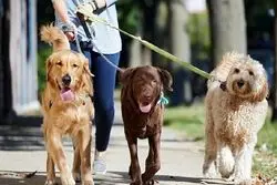 بلاتکلیفی سگ گردانی میان واقعیت و انکار 