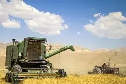 ایران در جمع غول‌های غلات آسیا؛ جهش تولید گندم در سال ۲۰۲۳