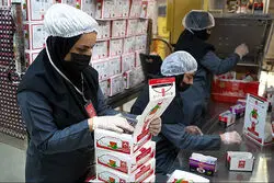 حراج ۲ هزار میلیارد تومانی چای دبش؛ محموله های توقیف دبش در این استان‌ها فروخته شد
