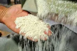 85 درصد برنج ایرانی به عراق صادر شد؛ 6 کشور اروپایی در جمع مشتریان