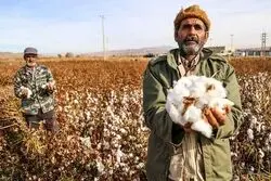 واردات پنبه بزودی محدود می‌شود