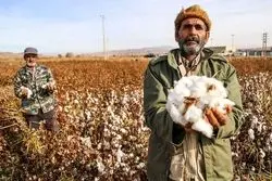 واردات پنبه بزودی محدود می‌شود
