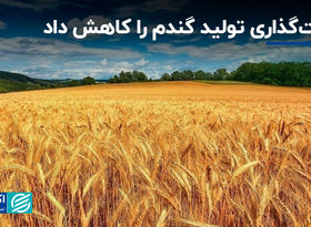 قیمت‌گذاری تولید گندم را کاهش داد