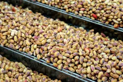 بازارهای جدید صادرات پسته را افزایش داد؛ چین در صدر واردات