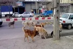 بزرگ ترین نقاهتگاه سگ های بلاصاحب کجاست؟ 