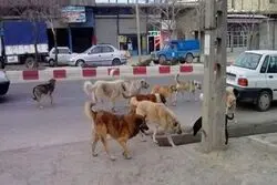 بزرگ ترین نقاهتگاه سگ های بلاصاحب کجاست؟ 