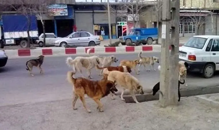 بزرگ ترین نقاهتگاه سگ های بلاصاحب کجاست؟ 