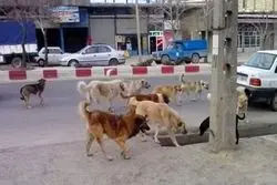 بزرگ ترین نقاهتگاه سگ های بلاصاحب کجاست؟ 