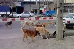 بزرگ ترین نقاهتگاه سگ های بلاصاحب کجاست؟ 