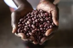 برنج از غافله رشد نرخ مواد غذایی جا ماند