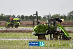 ایران در التهاب برنج؛ جهان در ارزان‌ترین سطح شش ساله