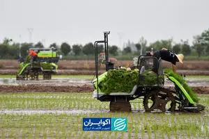 ایران در التهاب برنج؛ جهان در ارزان‌ترین سطح شش ساله
