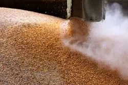 هندی‌ها به صعود بهای گندم دامن می‌زنند؟