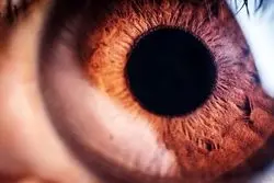 گام مهم دانشمندان برای نابینایان/ درمان نابینایی با طلا