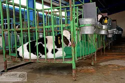 شیر دامدارها روی دستشان مانده  / نامه انجمن صنایع لبنی به مخبر