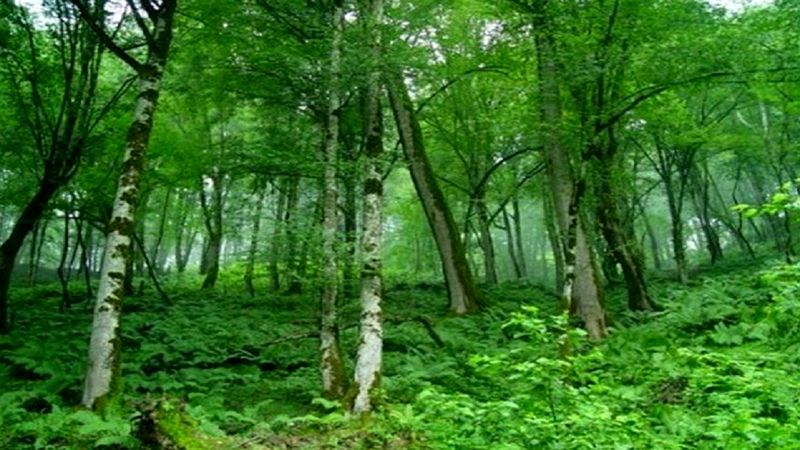 تناقض در طبیعت: درختانی که هوا را آلوده می‌کنند