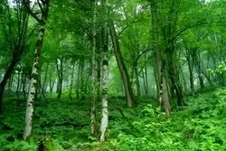 تناقض در طبیعت: درختانی که هوا را آلوده می‌کنند