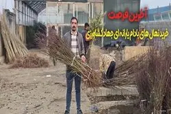 آخرین فرصت خرید نهال ‌های بادام یارانه ‌ای جهاد کشاورزی از سالم نهال