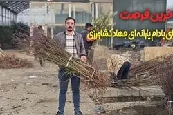 آخرین فرصت خرید نهال ‌های بادام یارانه ‌ای جهاد کشاورزی از سالم نهال