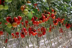 توسعه گلخانه‌ها فقط روی کاغذ باقی ماند