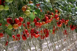 توسعه گلخانه‌ها فقط روی کاغذ باقی ماند