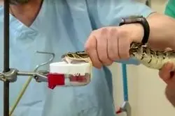 پادزهرهای طراحی شده با هوش مصنوعی