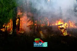 احیای محیط زیست پس از جنگ در ایران امکان دارد؟ 