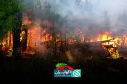 احیای محیط زیست پس از جنگ در ایران امکان دارد؟ 