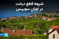 شروط قطع درخت در لوزان سوییس