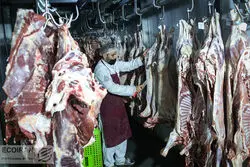 اتفاق عجیب در بازار دام کشور؛ مسابقه افزایش کشتار  و قیمت + نمودار