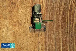 چرخش سیاستی دولت در کشاورزی: از خرید مستقیم تا پرداخت مابه‌تفاوت