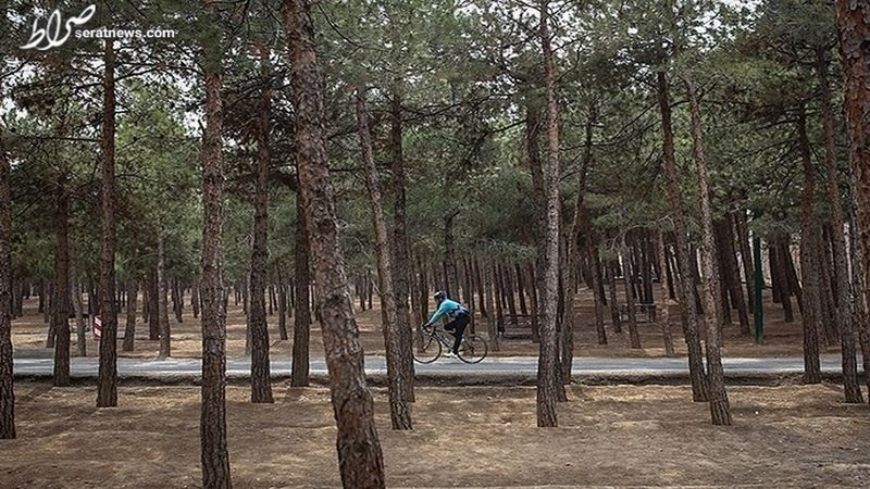 شهرداری به دنبال سرمایه گذار برای ساخت 5هتل در بوستان های جنگلی 