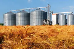 سیلوهای گندم جهان خالی ماند/تامین غذا بحرانی می شود؟