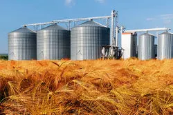 سیلوهای گندم جهان خالی ماند/تامین غذا بحرانی می شود؟