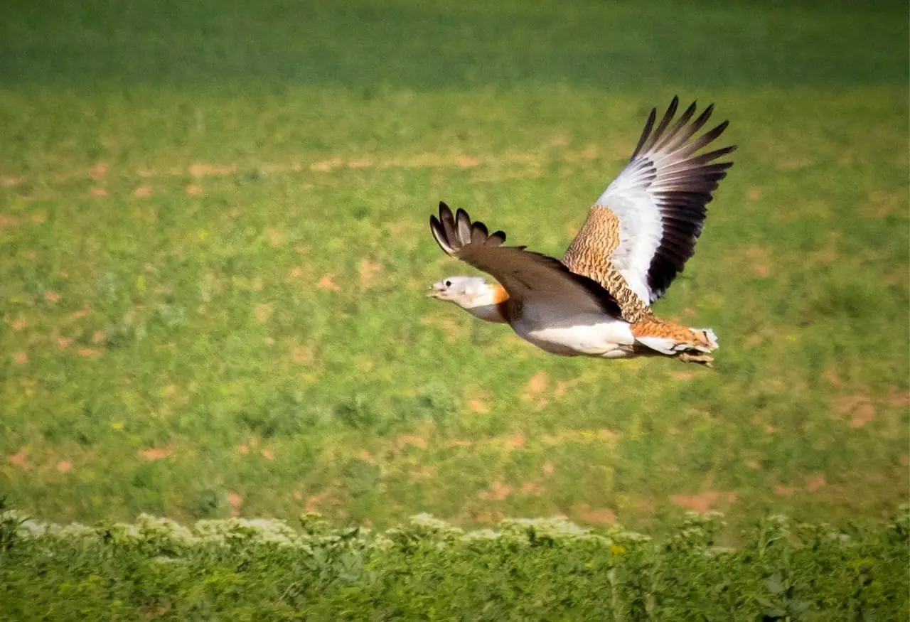 «میش مرغ» ایران در دو قدمی انقراض