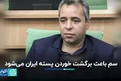 چرا پسته ایرانی برگشت می‌خورد؟