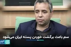 چرا پسته ایرانی برگشت می‌خورد؟