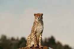 خشکسالی از مهم‌ترین عوامل تهدید یوز