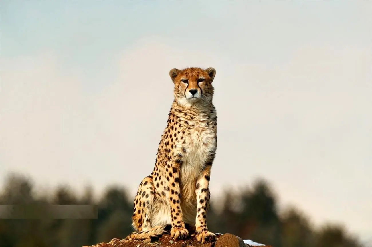 خشکسالی از مهم‌ترین عوامل تهدید یوز