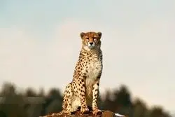 خشکسالی از مهم‌ترین عوامل تهدید یوز