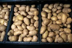 بحران سیب‌زمینی و افزایش سردرد تورمی پوتین