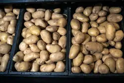 بحران سیب‌زمینی و افزایش سردرد تورمی پوتین