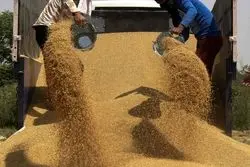 توافق بلندمدت روسیه، گندم را ارزان کرد