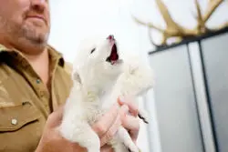 ادعای احیای گونه‌ای منقرض‌شده از گرگ‌های مربوط به عصر یخبندان؛ بزرگ‌ترین رخداد علمی 2025؟